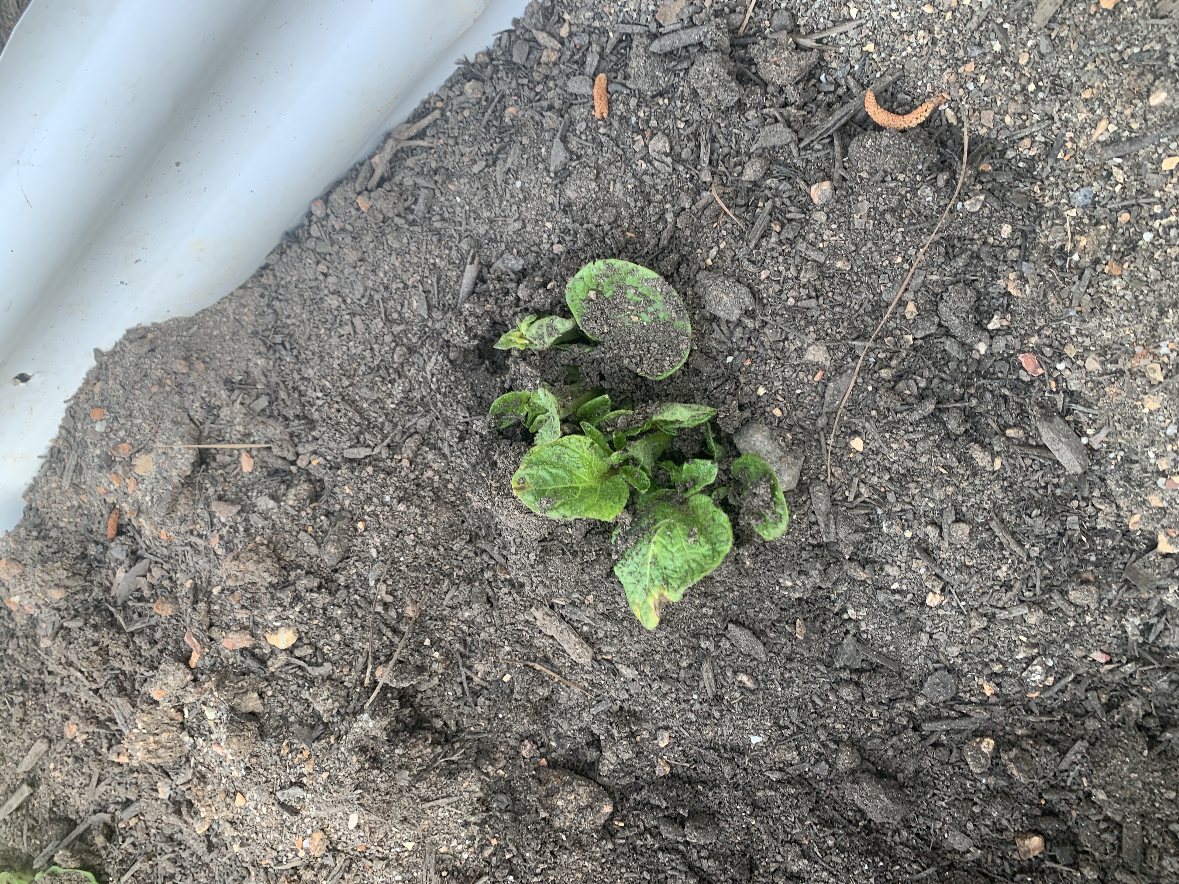 Garden Update